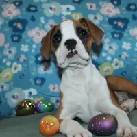 Dakota, a female Boxer for sale in West Plains, MO – Photo 7 of 7