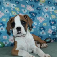 Dakota, a female Boxer for sale in West Plains, MO – Photo 6 of 7