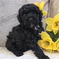 Nigel, a male Poodle - Miniature  for sale in West Plains, MO – 3 of 4