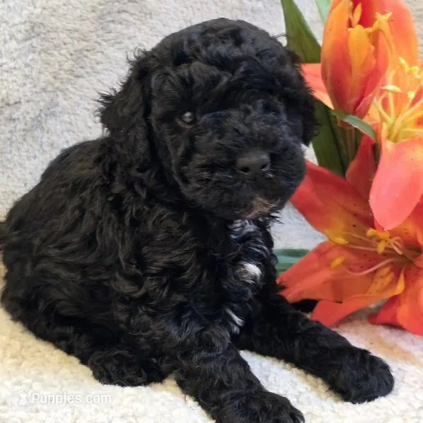 Nigel – Poodle - Miniature  puppy for sale in West Plains, MO