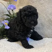 Nigel, a male Poodle - Miniature  for sale in West Plains, MO – 4 of 4