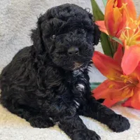 Nigel, a male Poodle - Miniature  for sale in West Plains, MO – 2 of 4