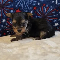 Queen , a female Yorkshire Terrier for sale in West Plains, MO – 7 of 7