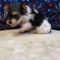 Aggie, a female Yorkshire Terrier for sale in West Plains, MO – 5 of 7
