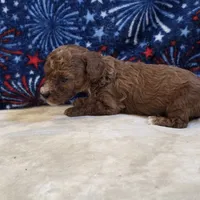 Veto , a male Poodle - Toy  for sale in West Plains, MO – 7 of 7