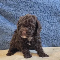 Azara, a female Poodle - Toy  for sale in West Plains, MO – 3 of 7