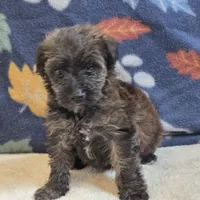 Sage, a female Yorkipoo and Poodle - Toy  for sale in West Plains, MO – 3 of 6