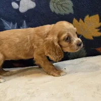 Sierra, a female Cocker Spaniel for sale in West Plains, MO – 4 of 6