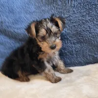 Luka, a male Yorkshire Terrier for sale in West Plains, MO – 5 of 7