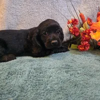 Dori, a female Cocker Spaniel for sale in West Plains, MO – 3 of 6