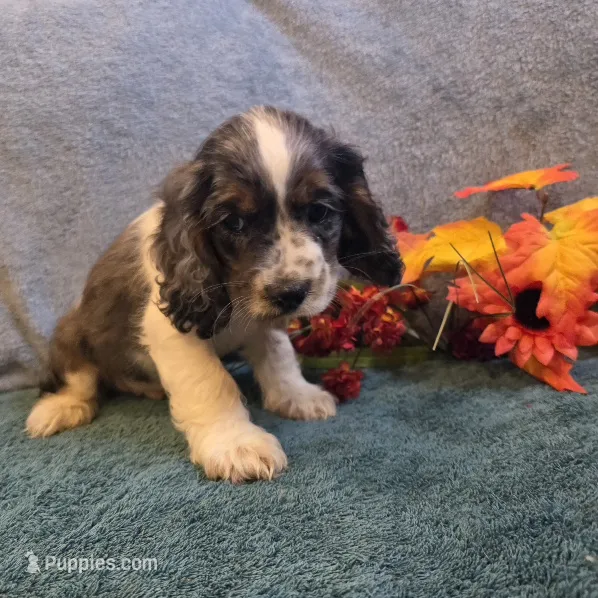 Cosmo – Cocker Spaniel puppy for sale in West Plains, MO