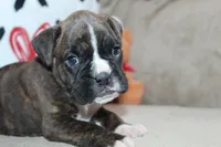 processed/f773a453-78cb-4583-a013-593187e16071/listing/523a3d9b-6604-46e6-bf62-b6377209b254/6f6b5195-8a6b-468b-9429-c3ed18d47e4f