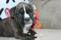 processed/f773a453-78cb-4583-a013-593187e16071/listing/523a3d9b-6604-46e6-bf62-b6377209b254/f8f5bc76-d4a8-44f4-a9ee-da3eddddce78