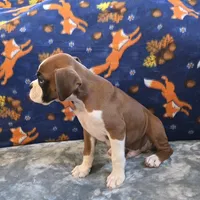 Blaze, a male Boxer for sale in West Plains, MO – 4 of 10