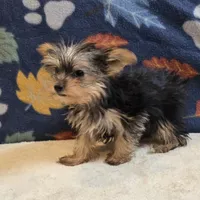 Queen, a female Yorkshire Terrier for sale in West Plains, MO – 2 of 10
