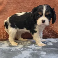 Charm, a female Cavalier King Charles Spaniel for sale in West Plains, MO – 2 of 6