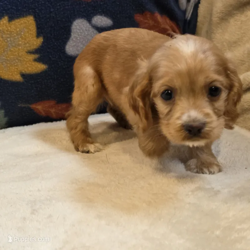 Pebbles – Cocker Spaniel puppy for sale in West Plains, MO
