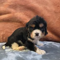 Marty, a male Cavalier King Charles Spaniel for sale in West Plains, MO – 4 of 6