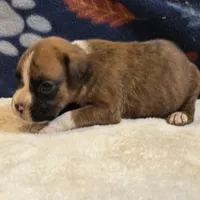 Phoenix, a male Boxer for sale in West Plains, MO – 3 of 6