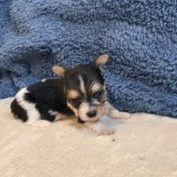 Ginger, a female Yorkshire Terrier for sale in West Plains, MO – 6 of 7
