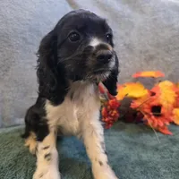 Buffy, a female Cocker Spaniel for sale in West Plains, MO – 4 of 6
