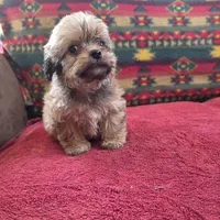 Buttercup, a female Cockapoo and Cocker Spaniel for sale in West Plains, MO – Photo 2 of 4