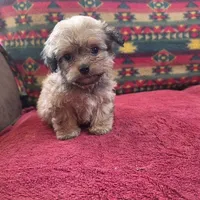 Buttercup, a female Cockapoo and Cocker Spaniel for sale in West Plains, MO – Photo 3 of 4