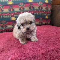 Buttercup, a female Cockapoo and Cocker Spaniel for sale in West Plains, MO – Photo 1 of 4