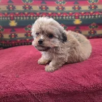Buttercup, a female Cockapoo and Cocker Spaniel for sale in West Plains, MO – Photo 4 of 4
