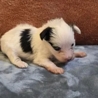 Puddin, a female Yorkipoo for sale in West Plains, MO – 5 of 5