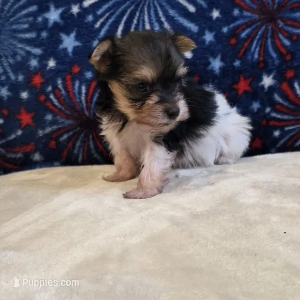 Aggie – Yorkshire Terrier puppy for sale in West Plains, MO