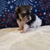 Aggie, a female Yorkshire Terrier for sale in West Plains, MO – 1 of 7