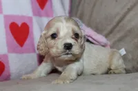 processed/f773a453-78cb-4583-a013-593187e16071/listing/57eba3d9-78a1-4980-a6ff-8356e9a7eca0/1708191e-73c0-4280-a2c6-979d283cc4bc