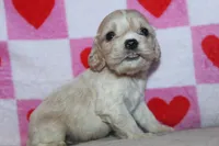 processed/f773a453-78cb-4583-a013-593187e16071/listing/57eba3d9-78a1-4980-a6ff-8356e9a7eca0/a6379e3e-814c-407a-9b58-6ed4fc2d4f32