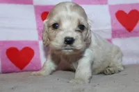 processed/f773a453-78cb-4583-a013-593187e16071/listing/57eba3d9-78a1-4980-a6ff-8356e9a7eca0/b71906e8-7c36-497b-be71-169bd7cbd032