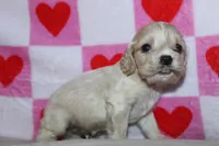 processed/f773a453-78cb-4583-a013-593187e16071/listing/57eba3d9-78a1-4980-a6ff-8356e9a7eca0/e2ec859a-f17e-4683-8ae5-40f6df53ac18