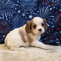 Sherwood, a male Cavalier King Charles Spaniel for sale in West Plains, MO – 5 of 7