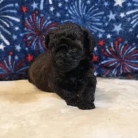 Ziggy, a male Poodle - Toy  for sale in West Plains, MO – 1 of 7