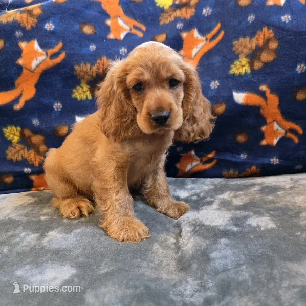 Pebbles – Cocker Spaniel puppy for sale in West Plains, MO