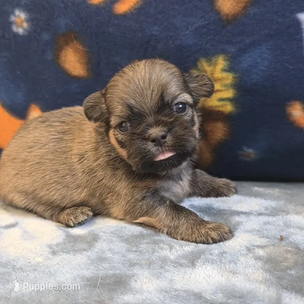 Atlas – Shih Tzu puppy for sale in West Plains, MO