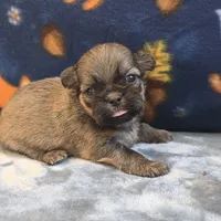 Atlas, a male Shih Tzu for sale in West Plains, MO – 1 of 6