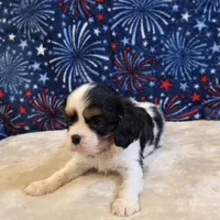 Alta, a female Cavalier King Charles Spaniel for sale in West Plains, MO – 2 of 7