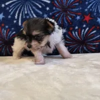 Aggie, a female Yorkshire Terrier for sale in West Plains, MO – 6 of 7