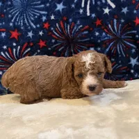 Nexus, a female Poodle - Toy  for sale in West Plains, MO – 4 of 7