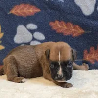 Sparks, a male Boxer for sale in West Plains, MO – 5 of 5