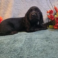 Dori, a female Cocker Spaniel for sale in West Plains, MO – 6 of 6