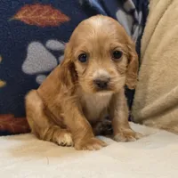 Pebbles, a female Cocker Spaniel for sale in West Plains, MO – 6 of 6