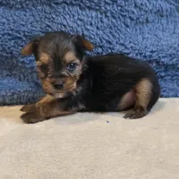 Dolly, a female Yorkshire Terrier for sale in West Plains, MO – 3 of 7