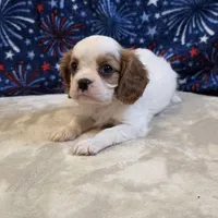 Will, a male Cavalier King Charles Spaniel for sale in West Plains, MO – 4 of 7