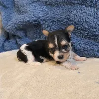 Ginger, a female Yorkshire Terrier for sale in West Plains, MO – 1 of 7